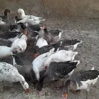 فروش غاز محلی|حیوانات مزرعه|بیضا, |دیوار