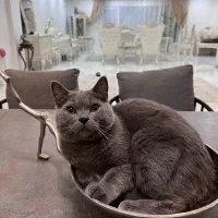 گربه نر بریتیش جفت گیری