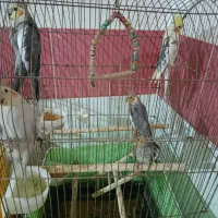 فروشی|پرنده|الوند, |دیوار