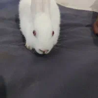 خرگوش سفید و سیاه