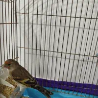 سهره قناری نر|پرنده|چهاردانگه (تهران), |دیوار