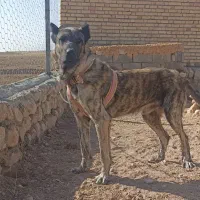 واگذاری سگ نژاد دار سراب|سگ|بجنورد, |دیوار