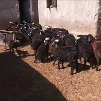 فروش میش وبره ماده ونر|حیوانات مزرعه|ساوه, |دیوار