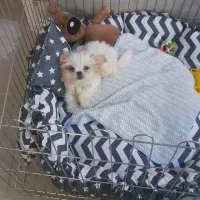 واگذاری توله سگ عروسکی نژاد شیرانین