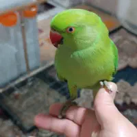 ملنگو نر جوان دستی