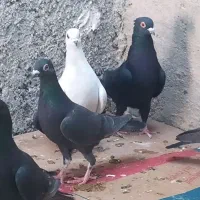 کبوتر نوک ریز|پرنده|خورموج, |دیوار