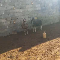 بره قوچ|حیوانات مزرعه|قلقل رود, |دیوار