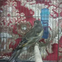 جوجه سهره قناری