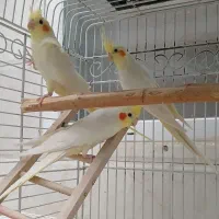عروس هلندی مولد وتک