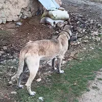 سگ سرابی|سگ|خرم‌آباد, |دیوار