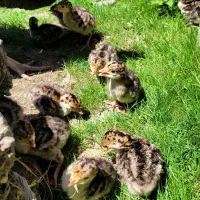 جوجه بوقلمون برنز