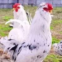 جوجه گلین ومرغ خروس گلین نزدیک تخم فول کیفیت