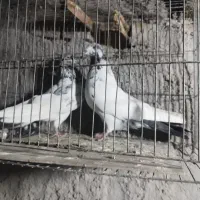 کبوتر یا کفتر