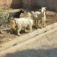 بزبیگ جوان چهاربزوچهاربیگ باهم فروشی پاک سالم