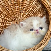 بچه گربه پرشین