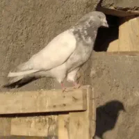 کبوتر