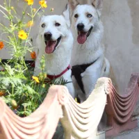 جربین شبسکی خواهر و برادر