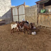 بز پاکستانی