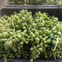آبغوره و غوره تازه 100در 100طبیعی|خوردنی و آشامیدنی|مرودشت, علی‌آباد‎|دیوار