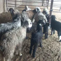 سلام هشت راس میش بره دار