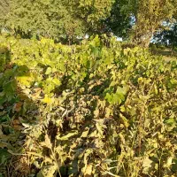 ریشه انگور|خدمات باغبانی و درختکاری|میاندوآب, |دیوار