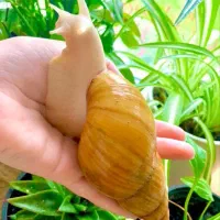 حلزون پرورشی آچاتینا مولد