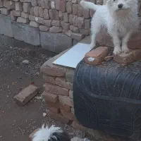 سگ شیتزو|سگ|میان جلگه, |دیوار