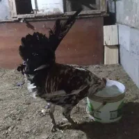 خروس گلین لری