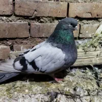 سبز نقره ای ماده