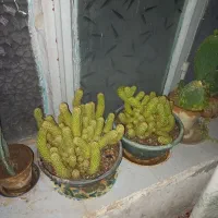 کاکتوس