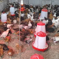 مرغ تخمی|حیوانات مزرعه|شمیل, |دیوار