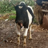 ورزاکوله چالوسی ۱۰۰تابهتر