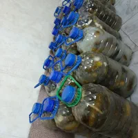 خیار شور|خوردنی و آشامیدنی|قم, شهر قائم|دیوار