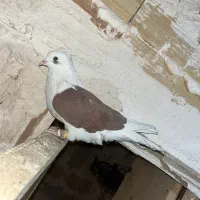 دوکت سرخ نر طوقی ماده|پرنده|قزوین, |دیوار