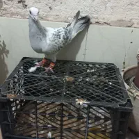 کفتر شامی پولکی نر