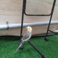 عروس هلندی نر