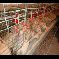 مرغ سفید تخمگذار