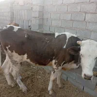 گاو|حیوانات مزرعه|کرمان, |دیوار
