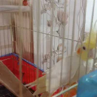 عروس هلندی نر و ماده|پرنده|زاهدان, |دیوار