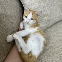 نارنجی دی اس اچ
