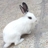 خرگوش|موش و خرگوش|دزفول, |دیوار