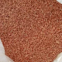 گندم آبی پیشگام|خدمات باغبانی و درختکاری|حسین آباد, |دیوار