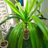 اشک ملکه|گل و گیاه طبیعی|اصفهان, ابر|دیوار