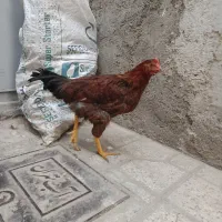 خروس محلی|حیوانات مزرعه|تهران, هفت چنار|دیوار