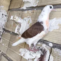 جوجه مهر پیشونی