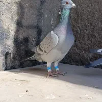 کبوتر المانی و کرمانی|پرنده|زاهدان, |دیوار