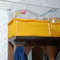 قناری|پرنده|سیرجان, |دیوار