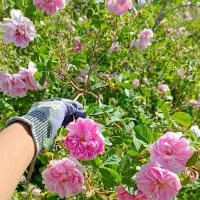 برگ تازه