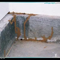 سم پاشی موریانه سوسک ساس سم پاشی موش