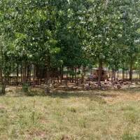 زمین 407mسقالکسار